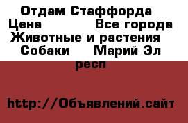 Отдам Стаффорда › Цена ­ 2 000 - Все города Животные и растения » Собаки   . Марий Эл респ.